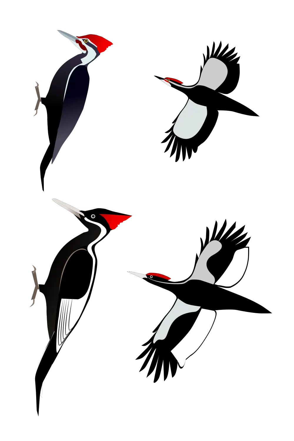 Woodpecker PNG