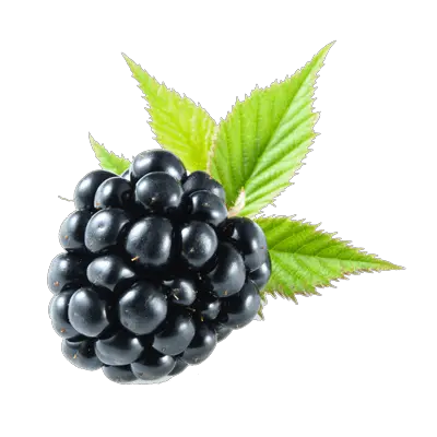 Blackberry PNG