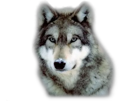 Wolf PNG