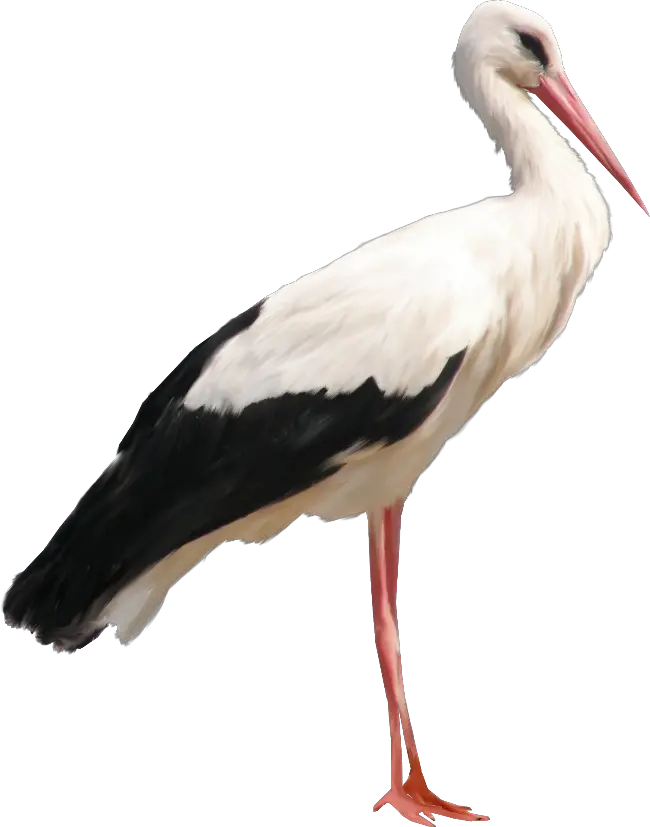 Stork PNG