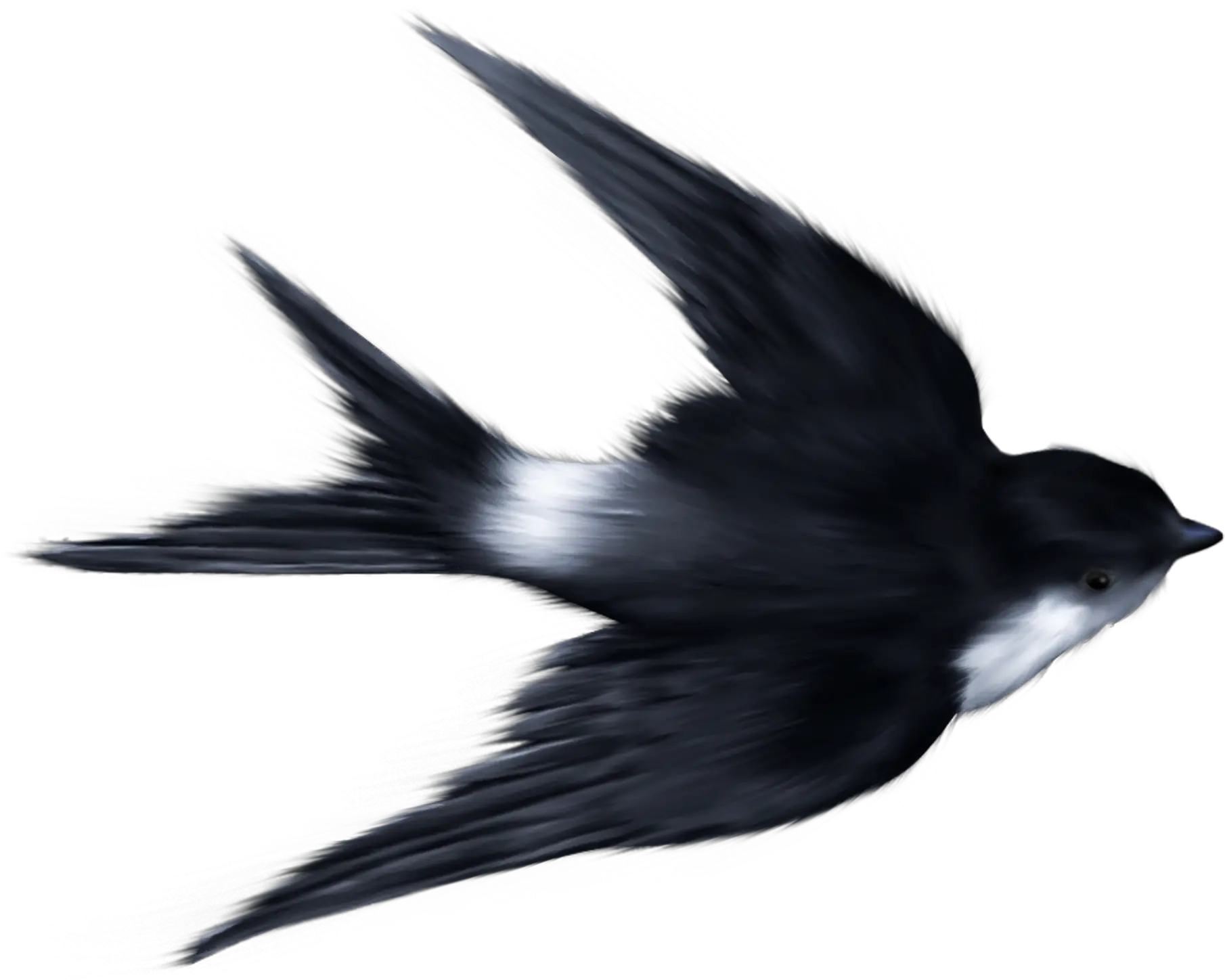 Swallow PNG