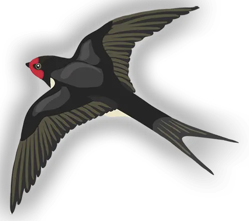 Swallow PNG