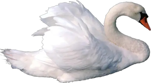 White swan PNG