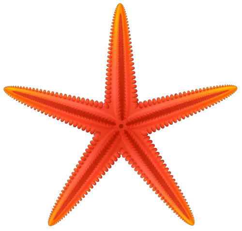 Starfish PNG
