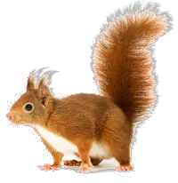 Squirrel PNG