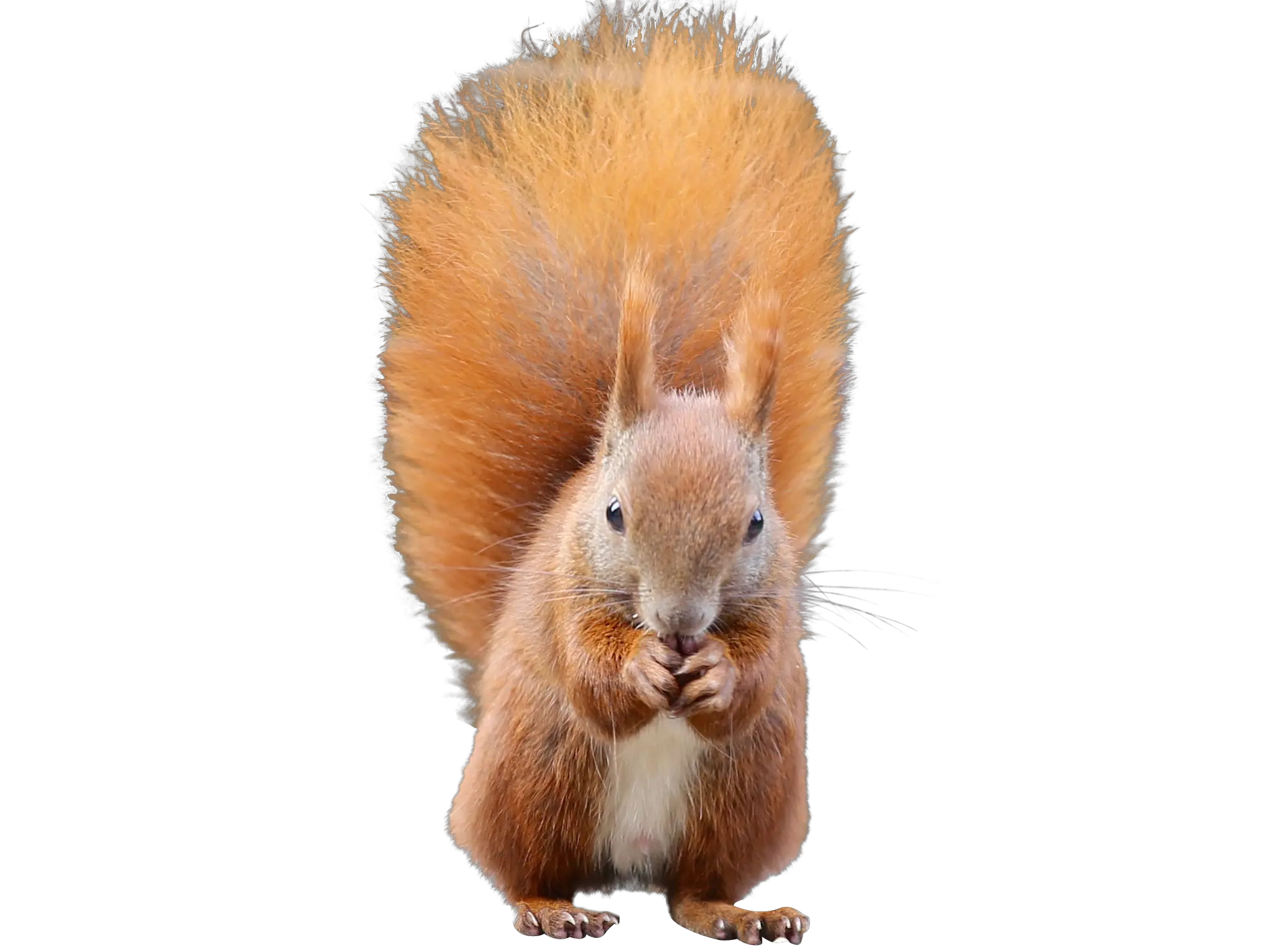 Squirrel PNG