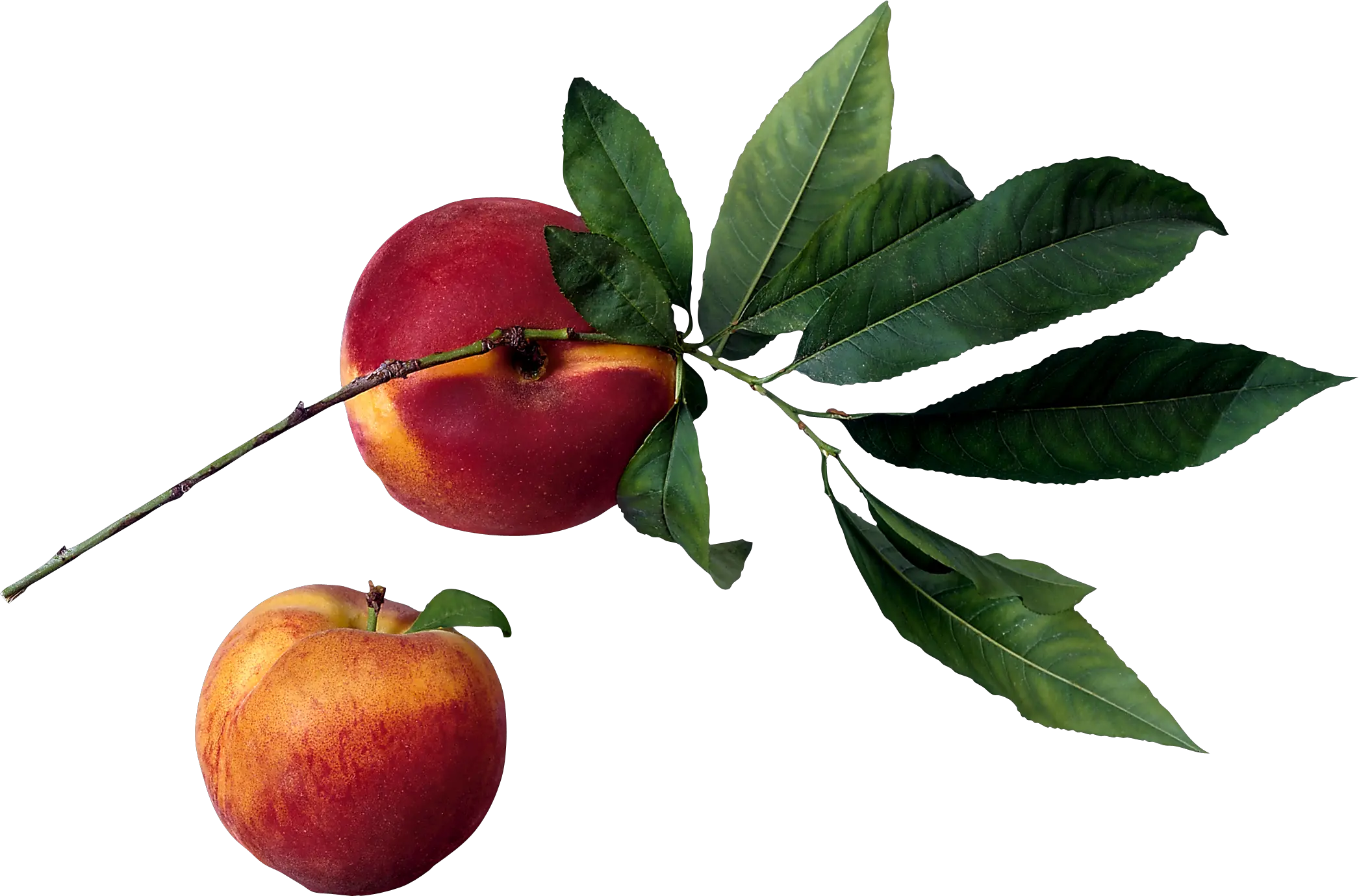 Peach PNG image