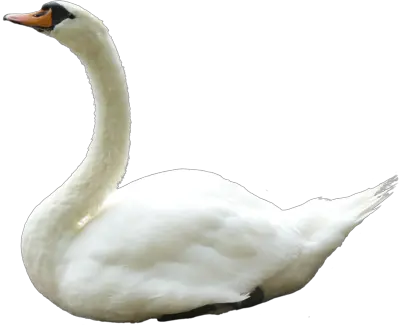 Swan PNG