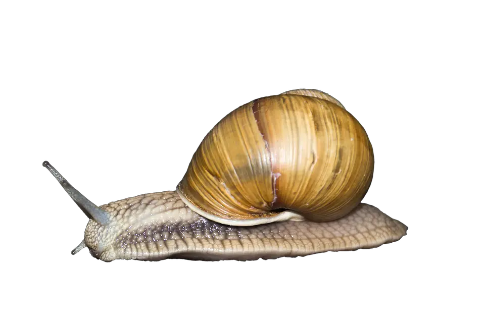 Snail PNG