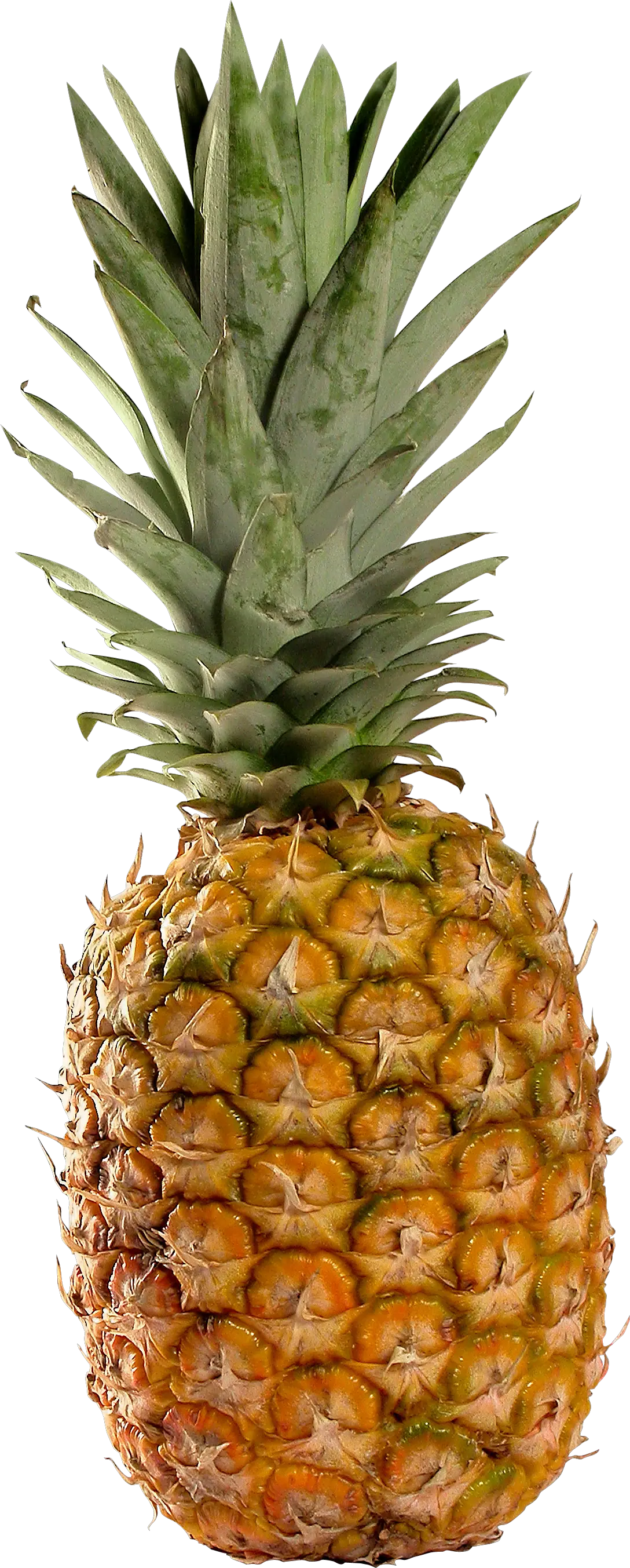 Pineapple PNG image free download