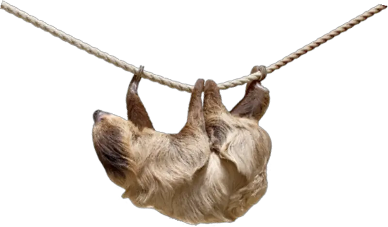 Sloth PNG