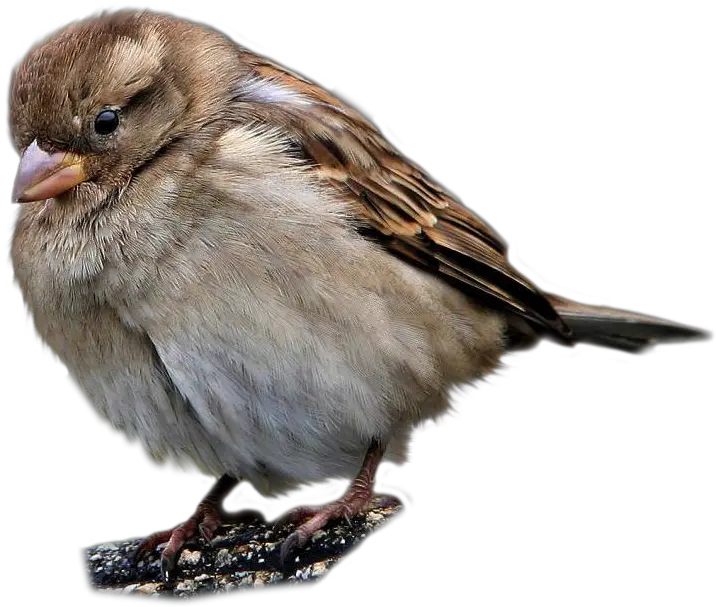 Sparrow PNG