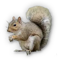 Squirrel PNG