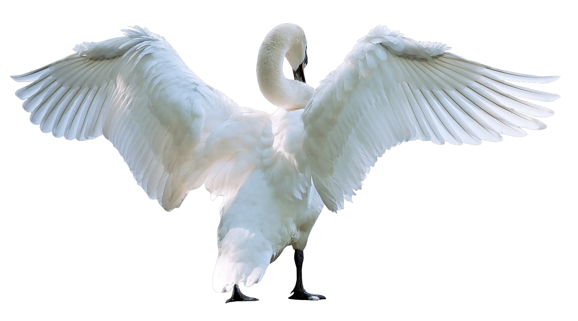 Swan PNG