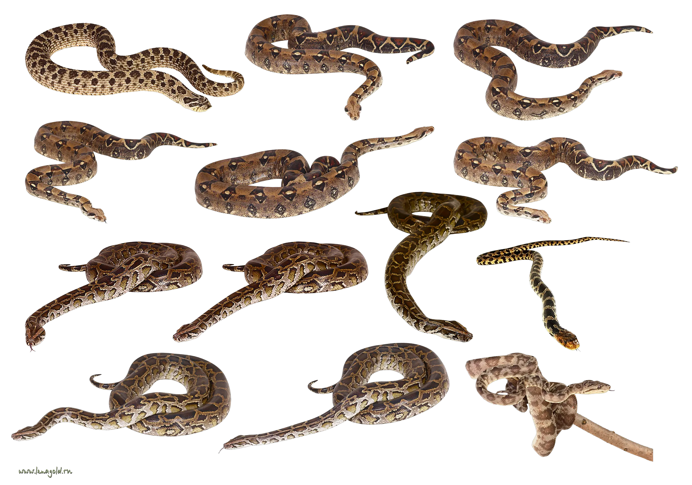 Snakes clipart PNG images