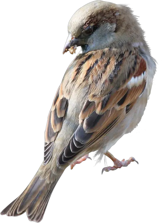 Sparrow PNG
