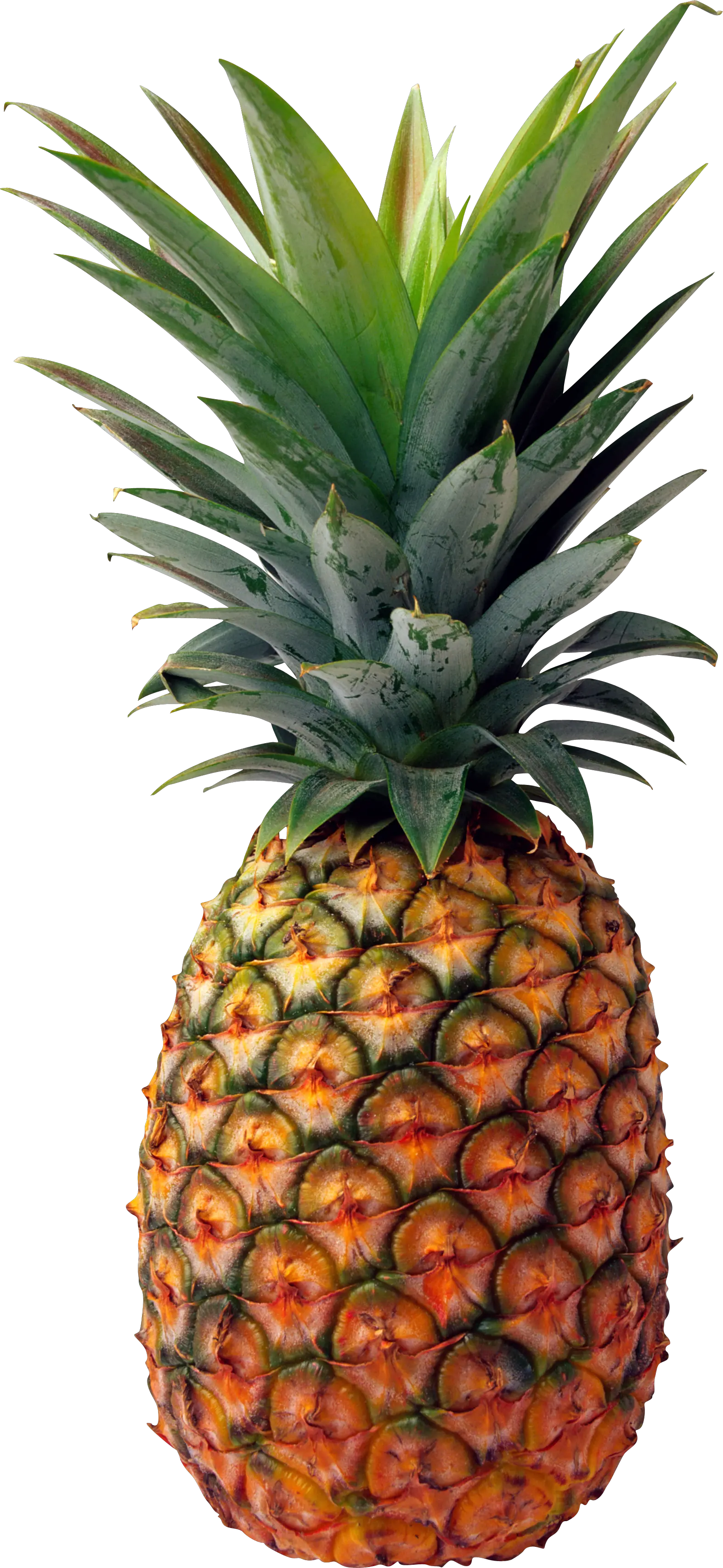 Pineapple PNG image free download