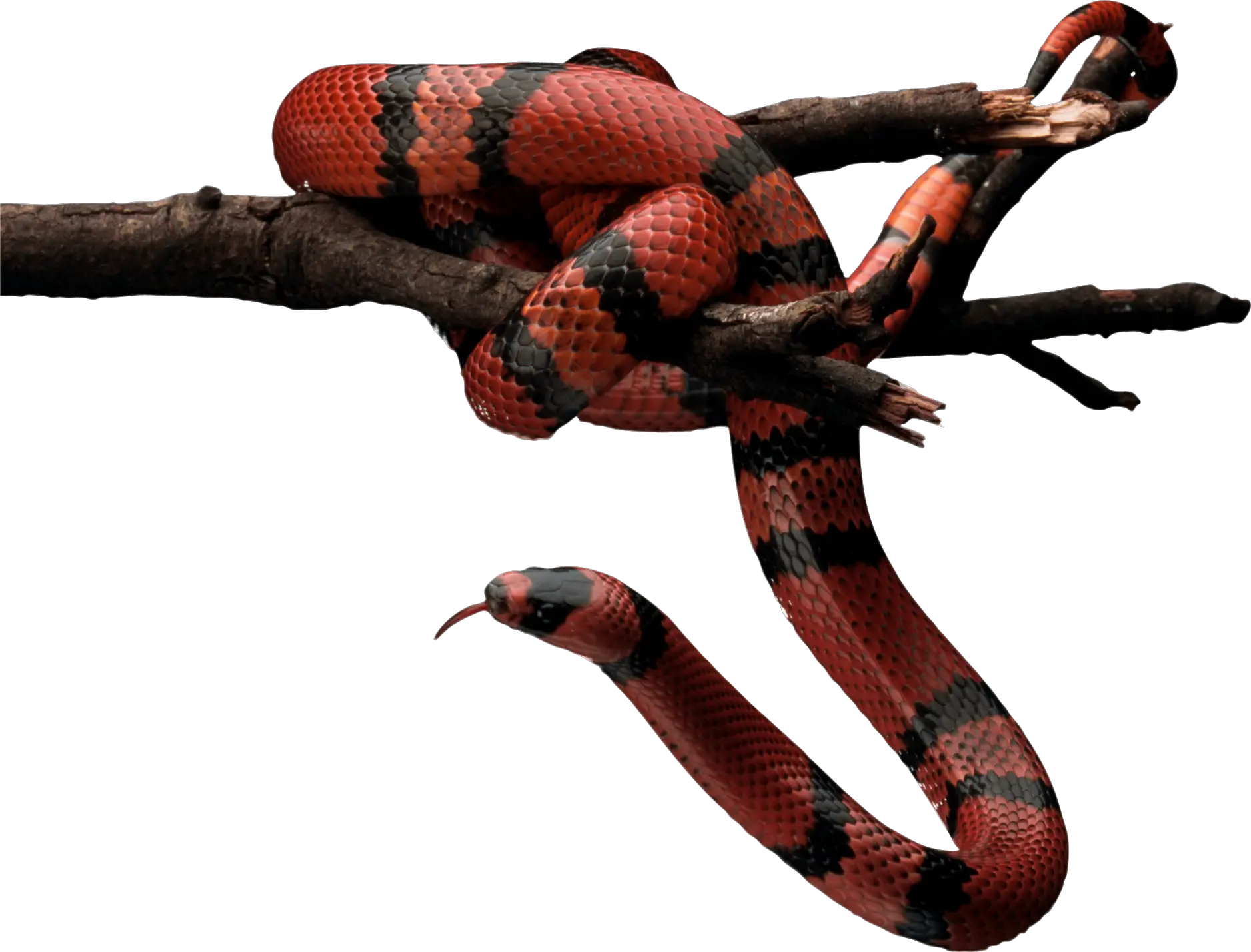 Red snake PNG image picture download free