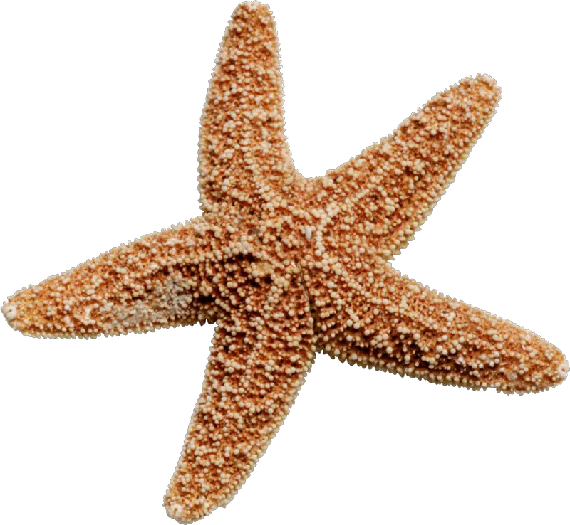 Starfish PNG