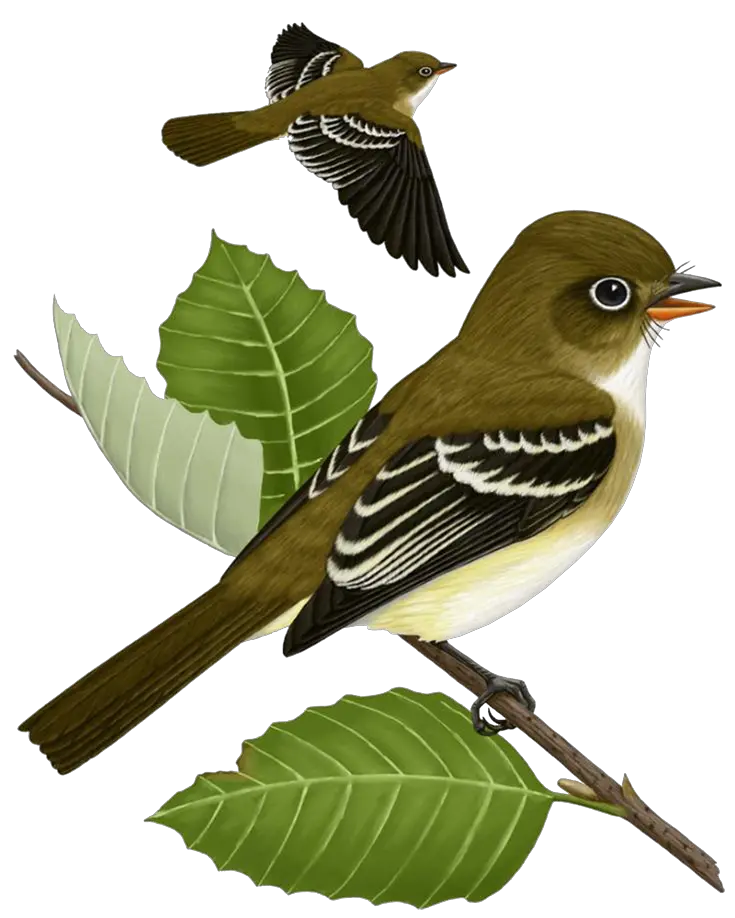 Sparrow PNG
