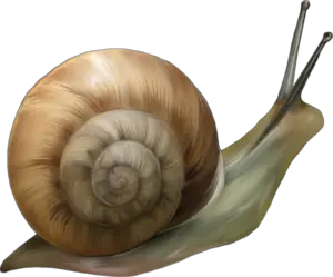 Snail PNG