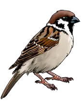 Sparrow PNG