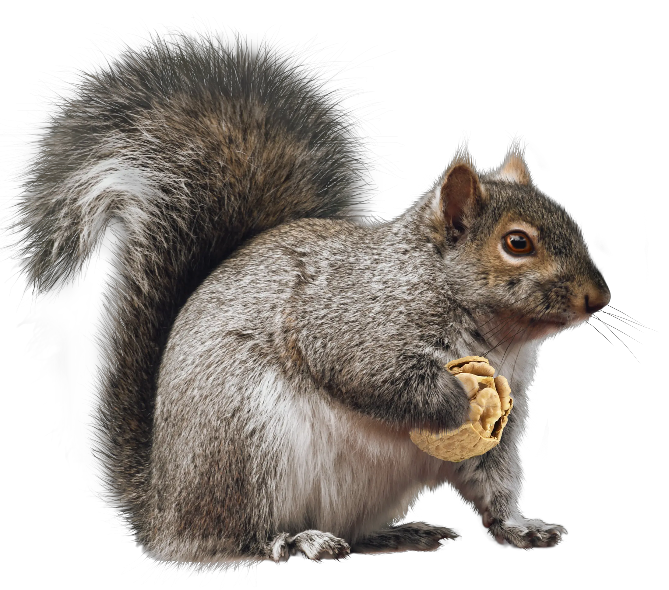 Squirrel PNG