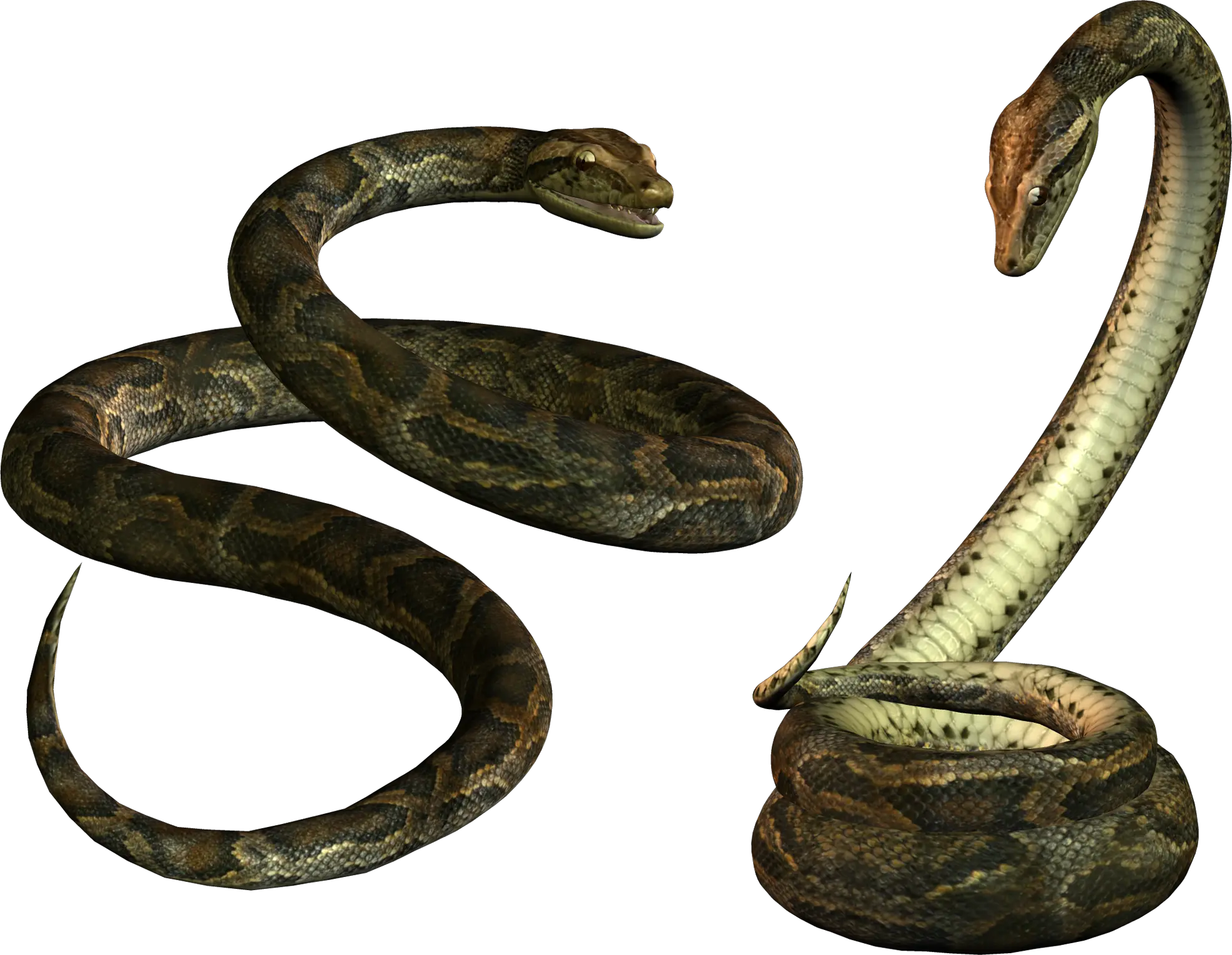 Snake PNG image picture download free