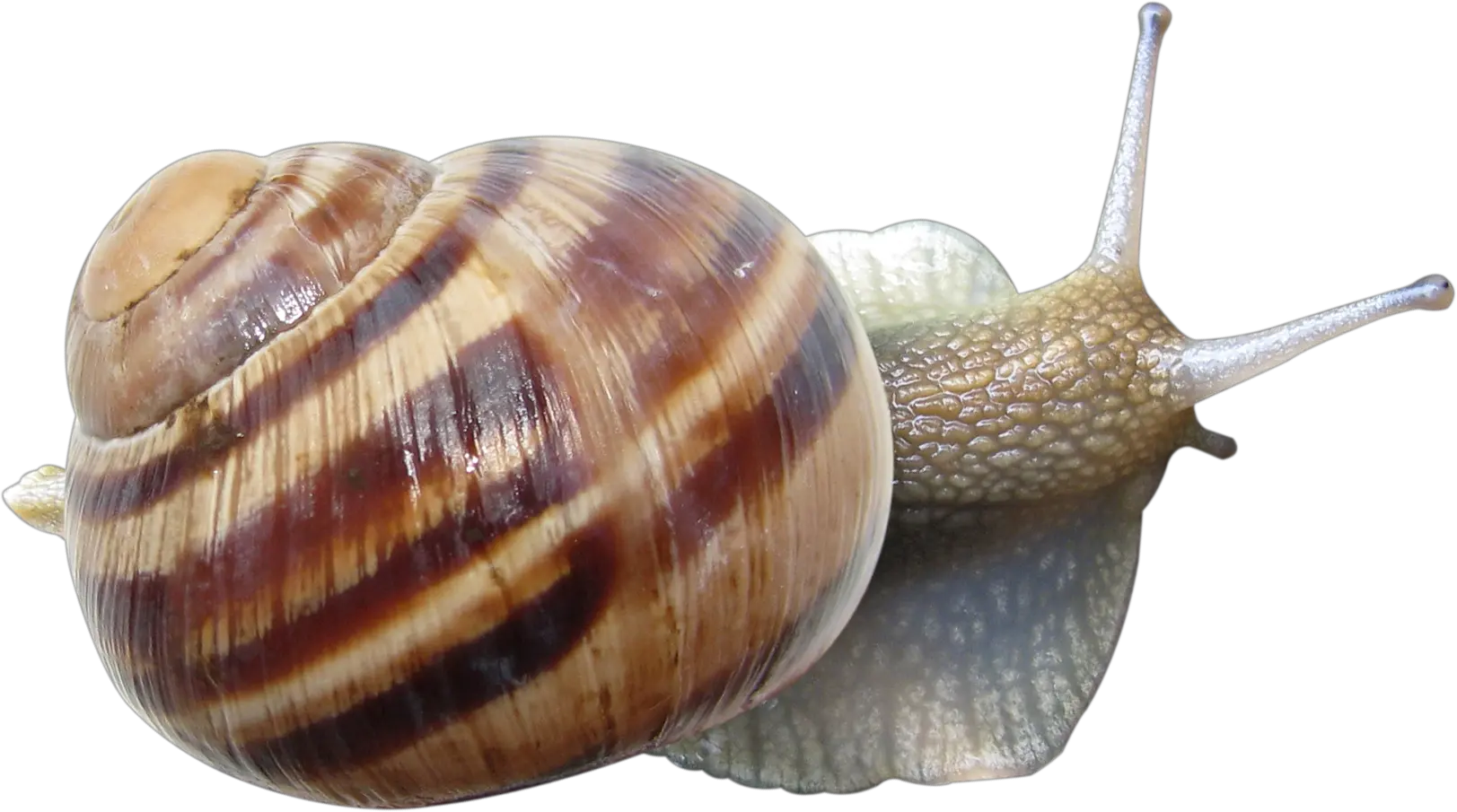 Snail PNG