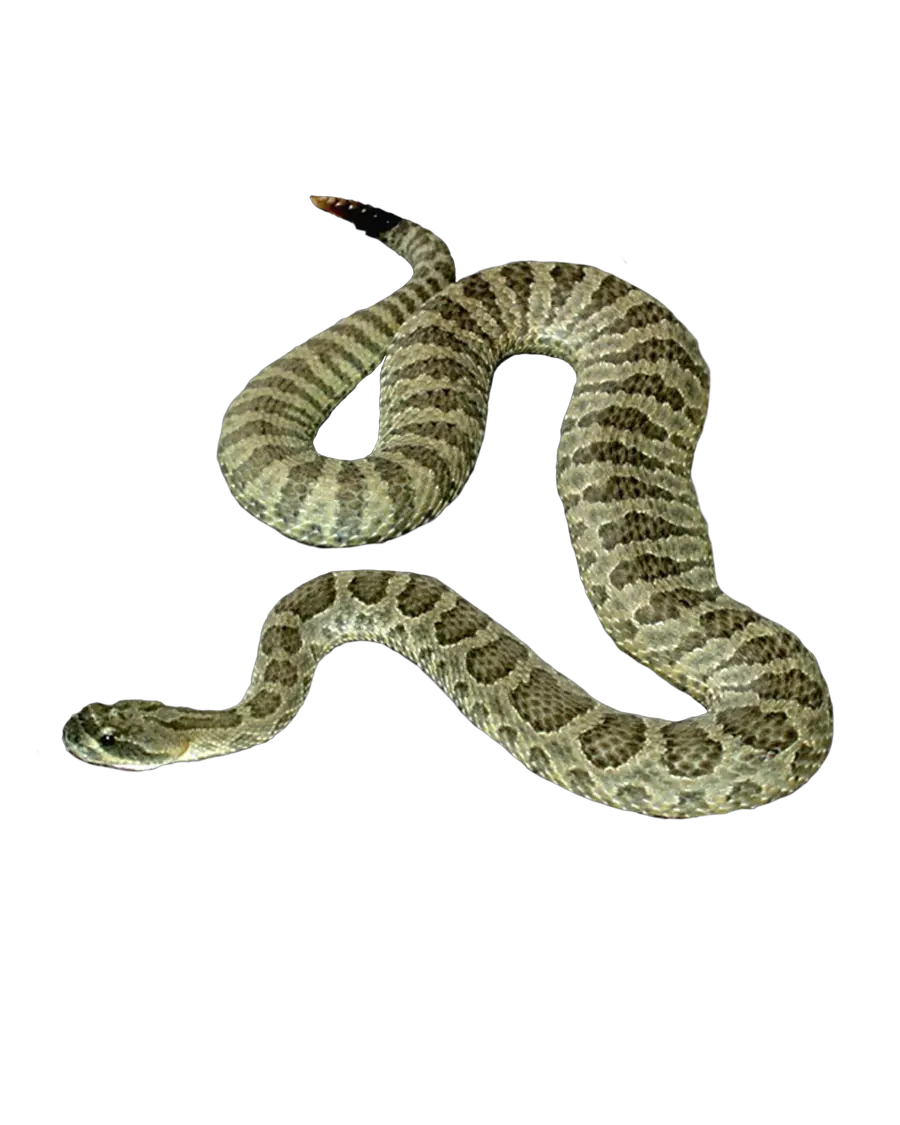 Snake PNG image picture download free