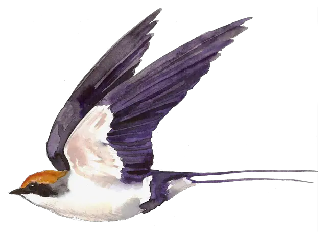 Swallow PNG