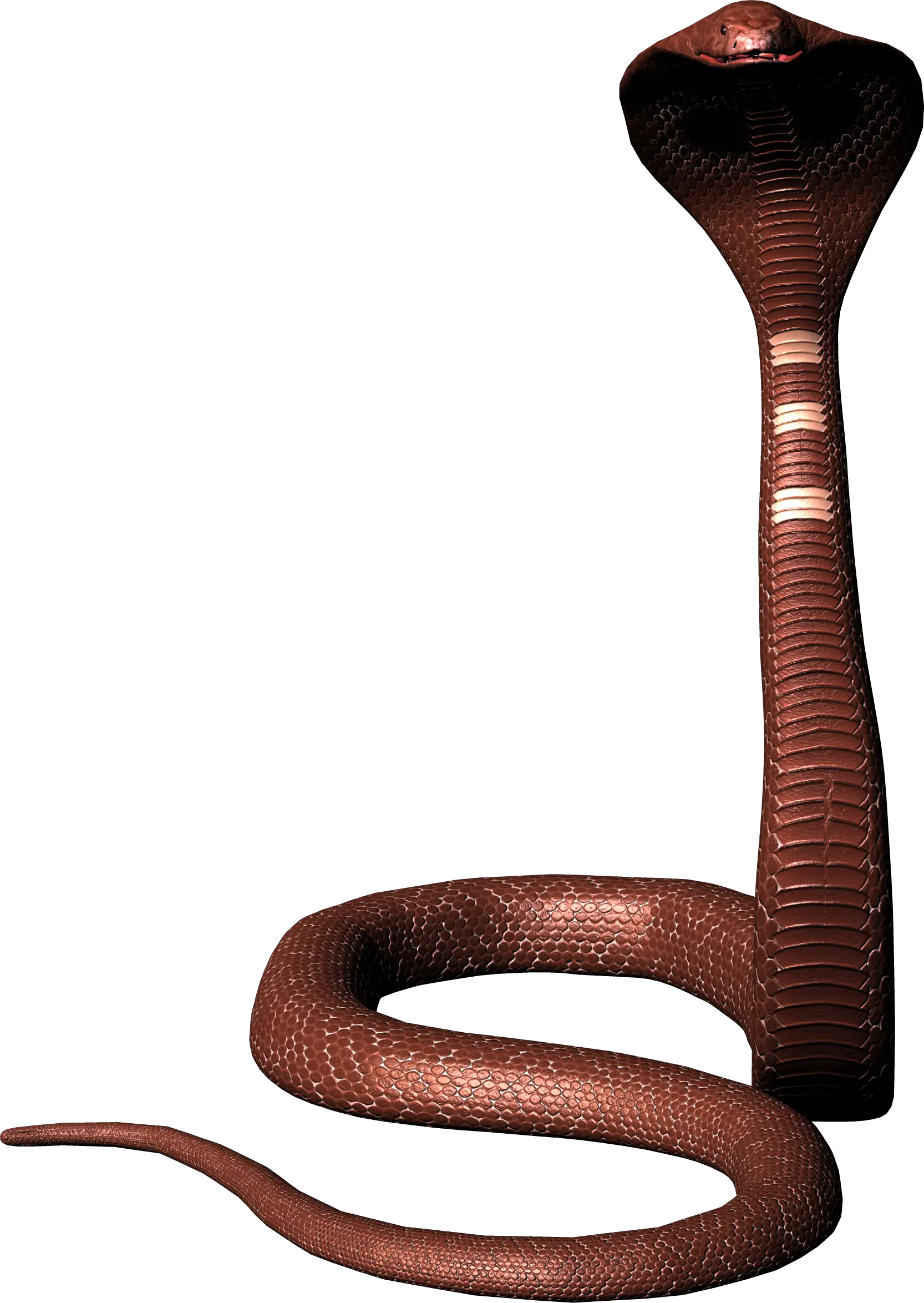 Cobra snake PNG image free download picture