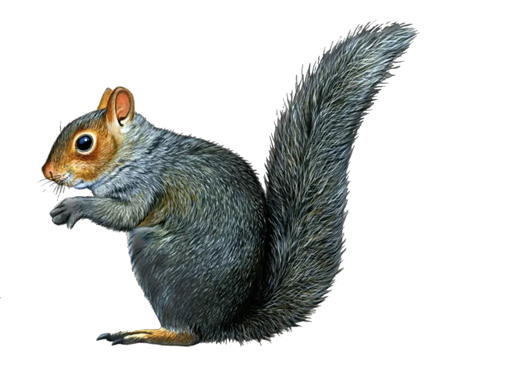 Squirrel PNG