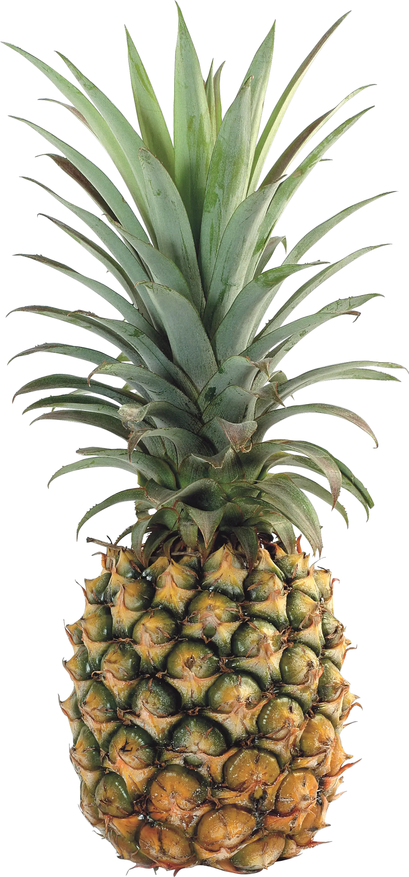 Pineapple PNG image free download
