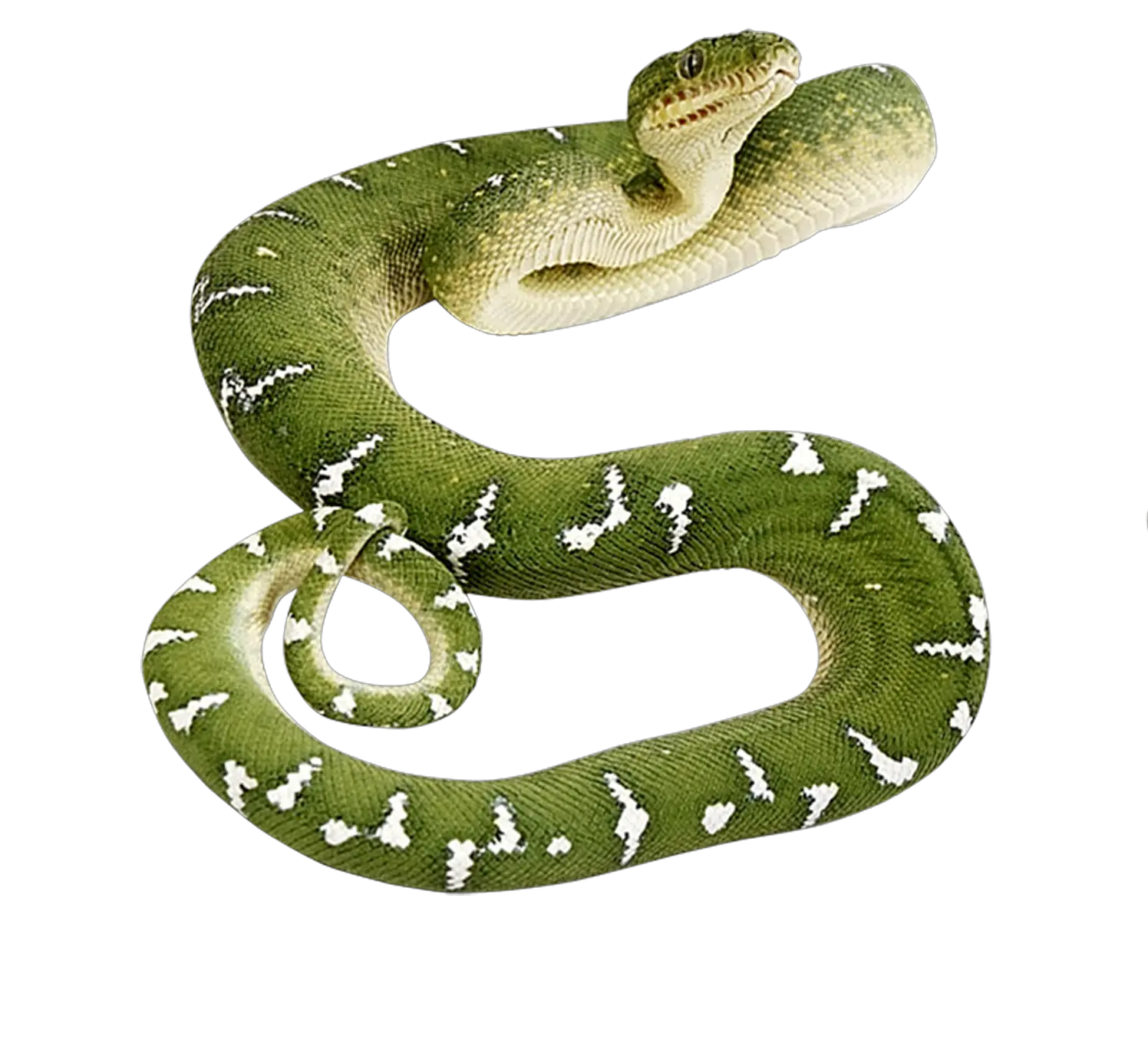 Green snake PNG image