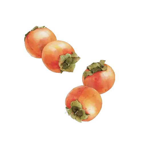 Persimmon PNG