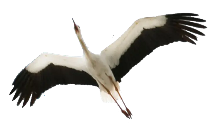 Stork PNG