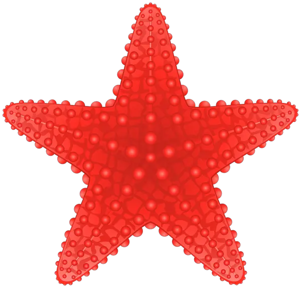 Starfish PNG
