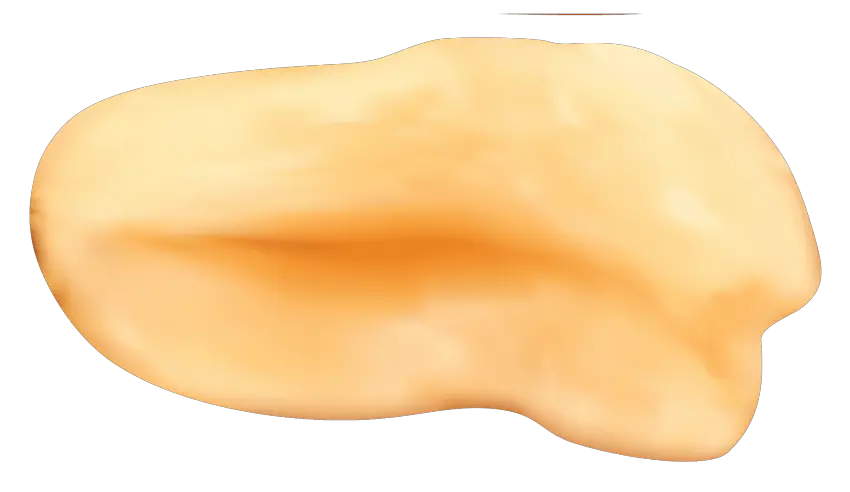Peanut PNG