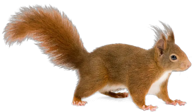 Squirrel PNG