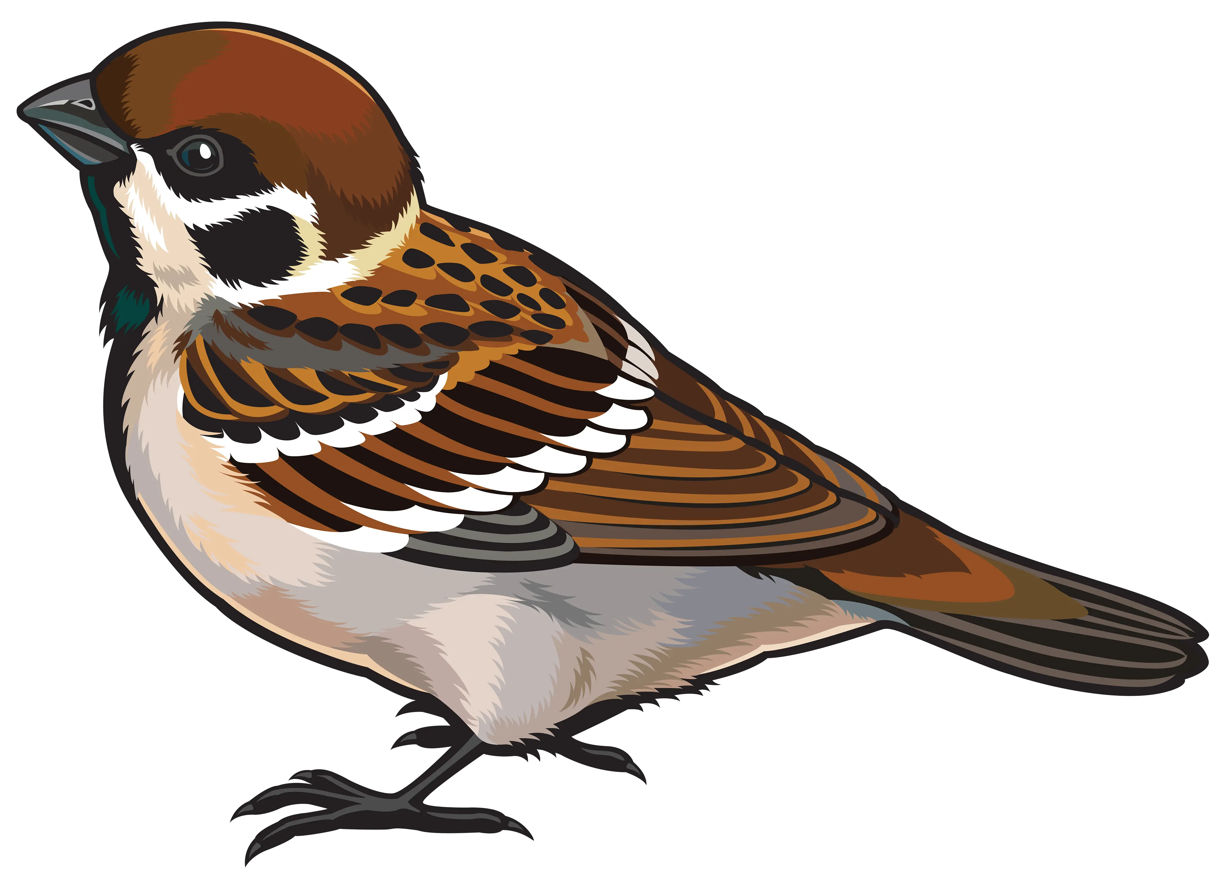 Sparrow PNG