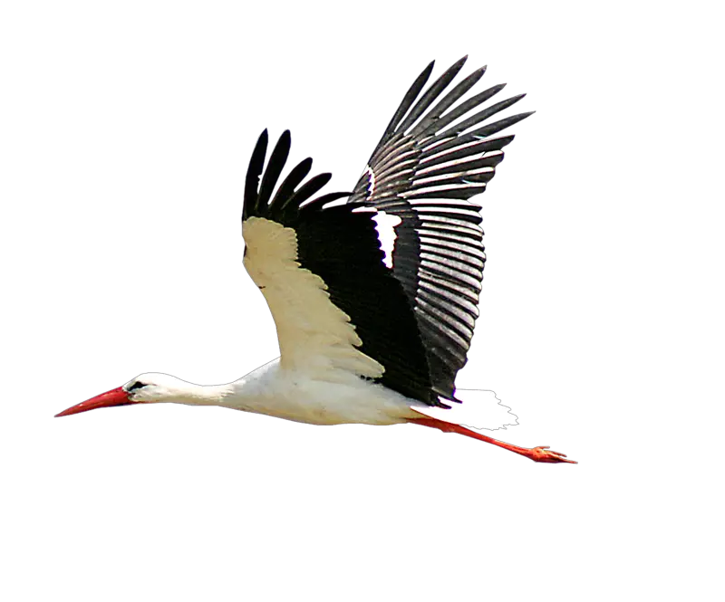 Stork PNG