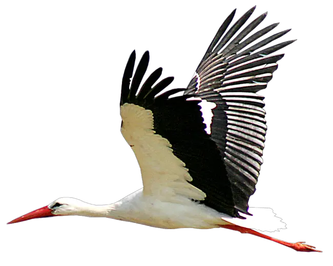 Stork PNG
