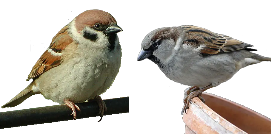 Sparrow PNG