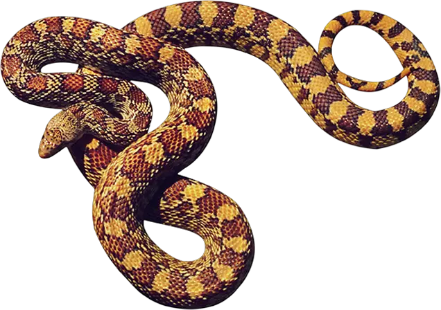 Snake PNG image picture download free