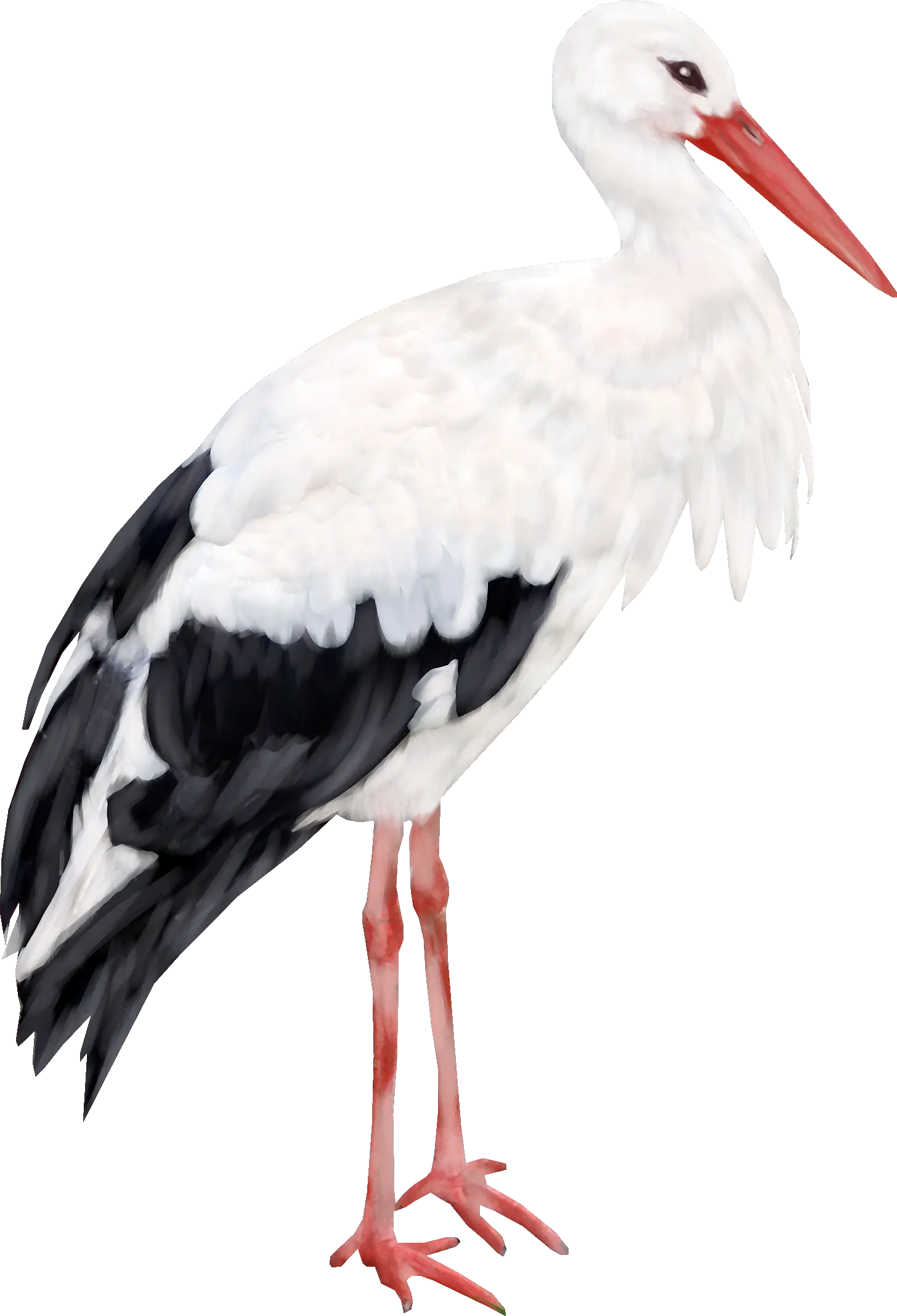 Stork PNG