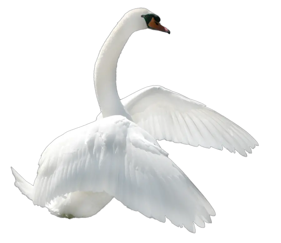 Swan PNG