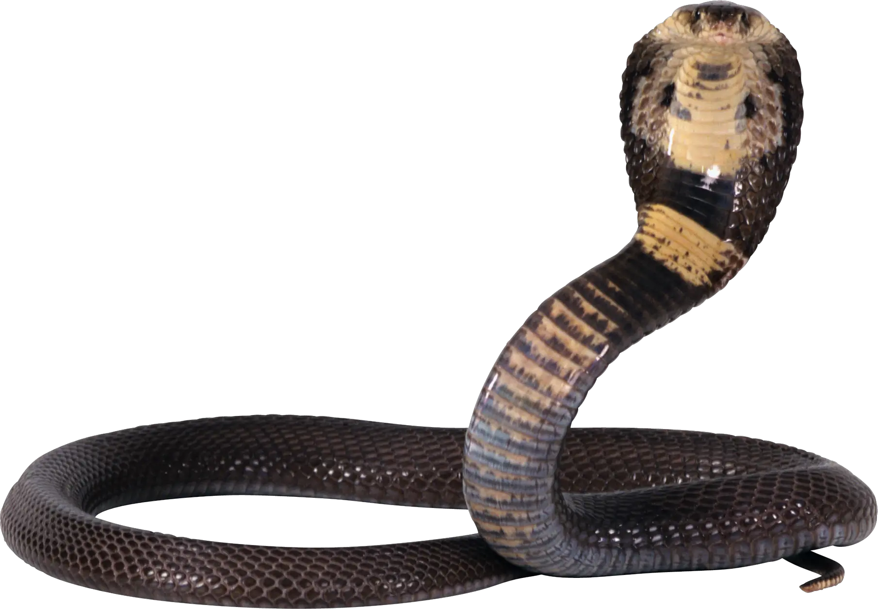 Cobra snake PNG image free download picture