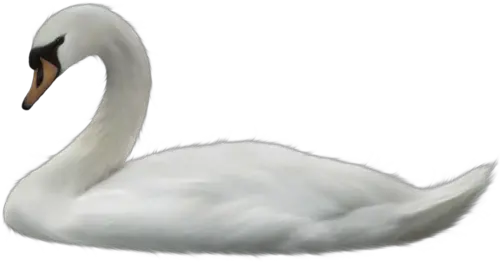 Swan PNG