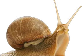 Snail PNG